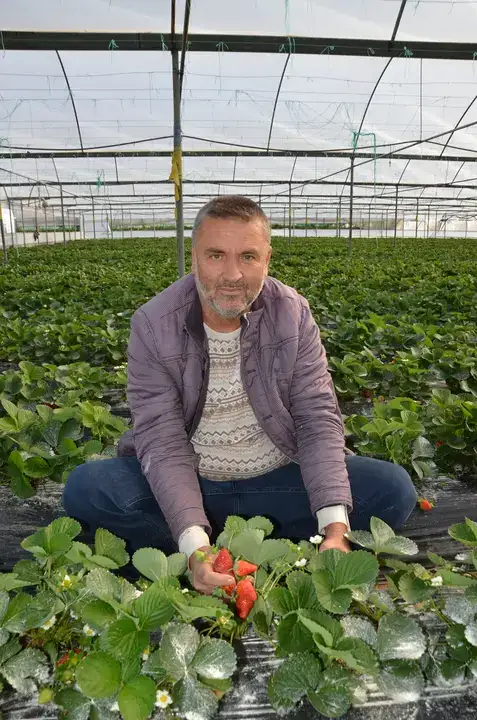 Serik’te Turfanda Çilek Hasadı Başladı 3